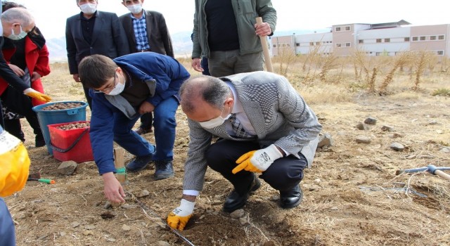 FÜ Fidan Üretim Merkezinde cevizler toprakla buluştu