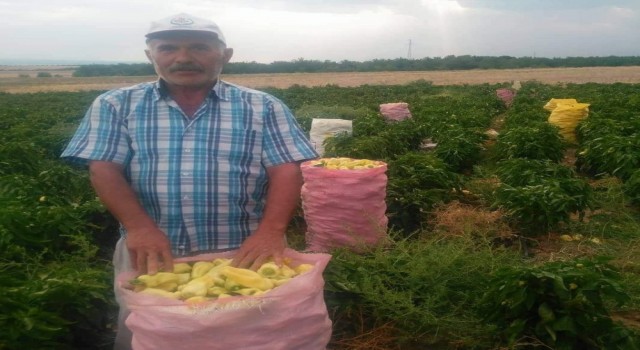 Tarlada çalışanlar, kovaları havaya fırlatarak sezonu kapattı