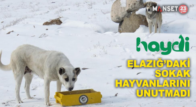 Elazığ HAYDİ Ekibi Sokak Hayvanlarını Unutmadı