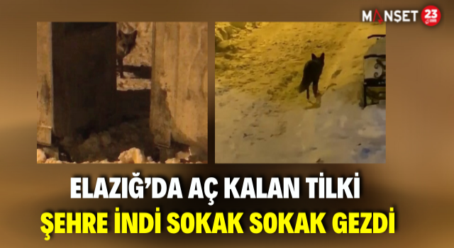 Elazığ’da Aç Kalan Tilki Şehre İndi Sokak Sokak Gezdi