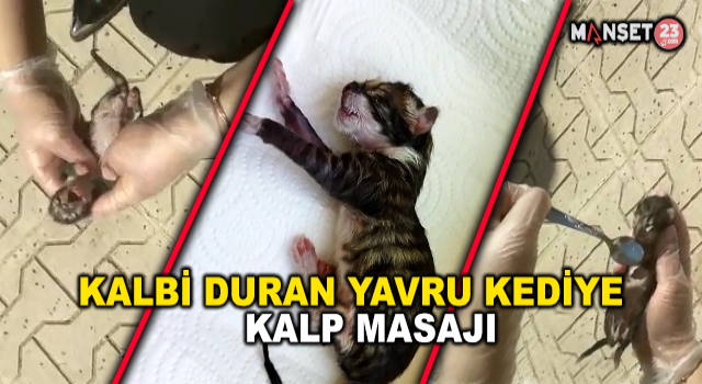 Elazığ'da Yürekleri Isıtan Görüntü: Yavru Kedi Kalp Masajı İle Hayata Döndü