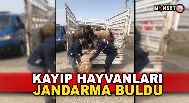 Kayıp Hayvanlar Jandarma Tarafından Bulundu