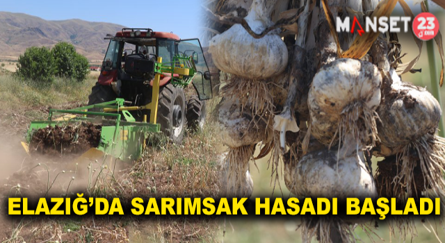 Elazığ’da Sarımsak Hasadı Başladı