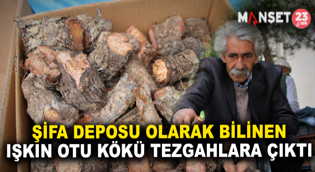 Elazığ’da Şifa Deposu Olarak Bilinen Işkın Otu Kökü Tezgahtaki Yerini Aldı