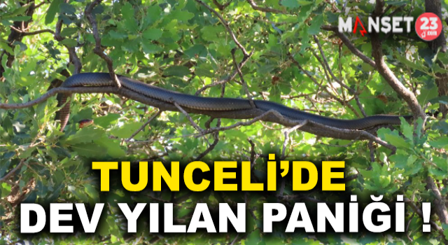 Komşu Şehirde Dev Yılan Paniği