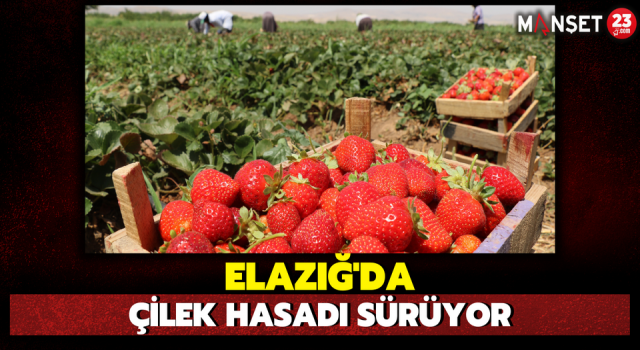 Elazığ’da Çilek Hasadı Sürüyor