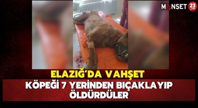 Elazığ'da Vahşet, Köpeği 7 Yerinden Bıçaklayıp Öldürdüler