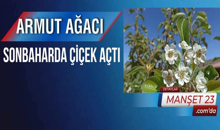 Armut Ağacı Sonbaharda Çiçek Açtı