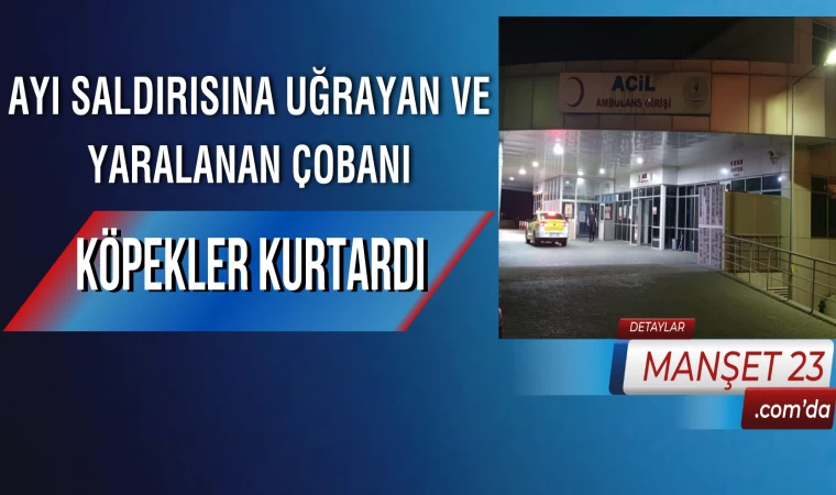 Ayı Saldırısına Uğrayan ve Yaralanan Çobanı Köpekler Kurtardı