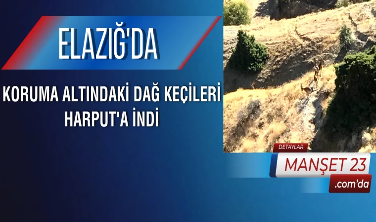 Elazığ'da Koruma Altındaki Dağ Keçileri Harput'a İndi