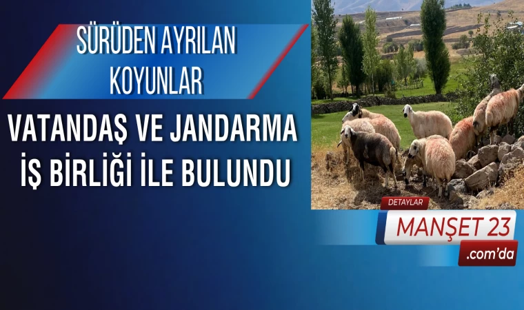 Sürüden Ayrılan Koyunlar Vatandaş ve Jandarma İş Birliği İle Bulundu