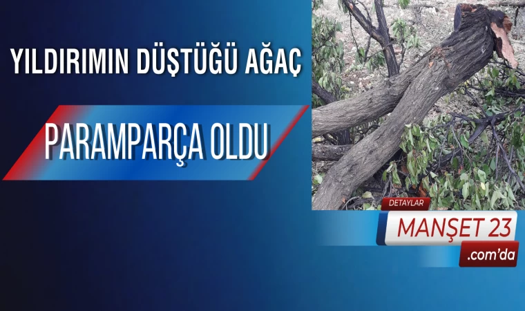 Yıldırımın Düştüğü Ağaç Paramparça Oldu