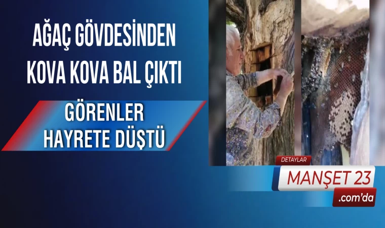 Ağaç Gövdesinden Kova Kova Bal Çıktı, Görenler Hayrete Düştü