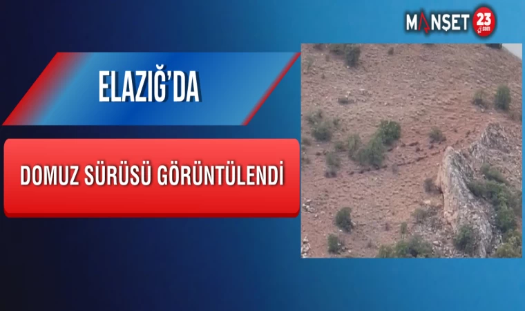 Elazığ’da domuz sürüsü görüntülendi