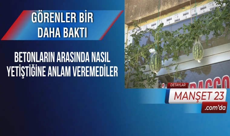 Görenler Bir Daha Baktı, Betonların Arasında Nasıl Yetiştiğine Anlam Veremediler