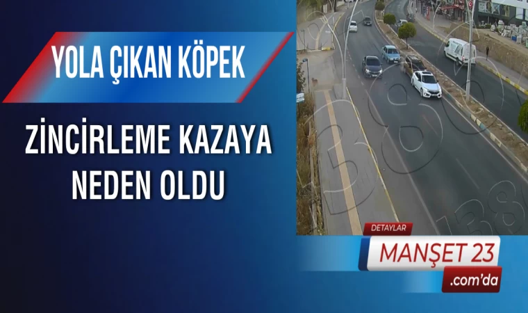 Yola Çıkan Köpek Zincirleme Kazaya Neden Oldu