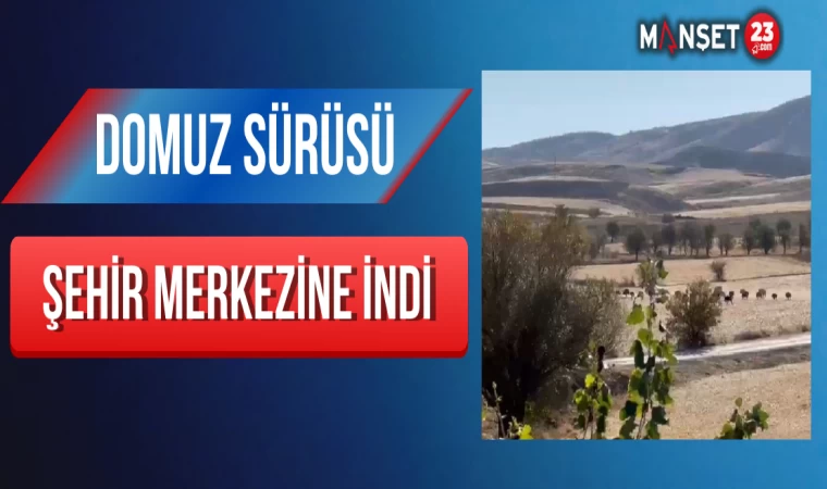 Domuz Sürüsü Şehir Merkezine İndi