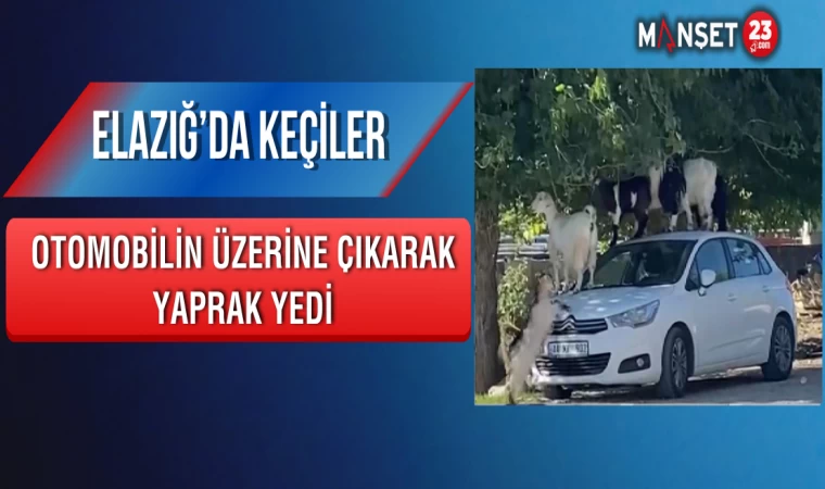 Elazığ’da Keçiler Otomobilin Üzerine Çıkarak Yaprak Yedi