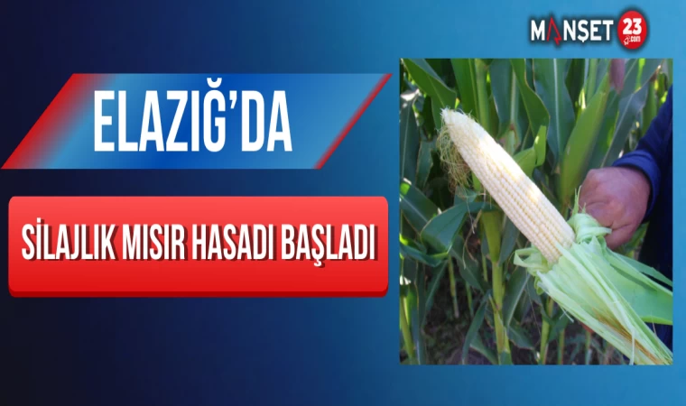 Elazığ’da Silajlık Mısır Hasadı Başladı