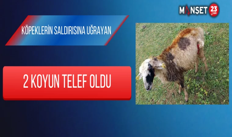 Köpeklerin Saldırısına Uğrayan 2 Koyun Telef Oldu