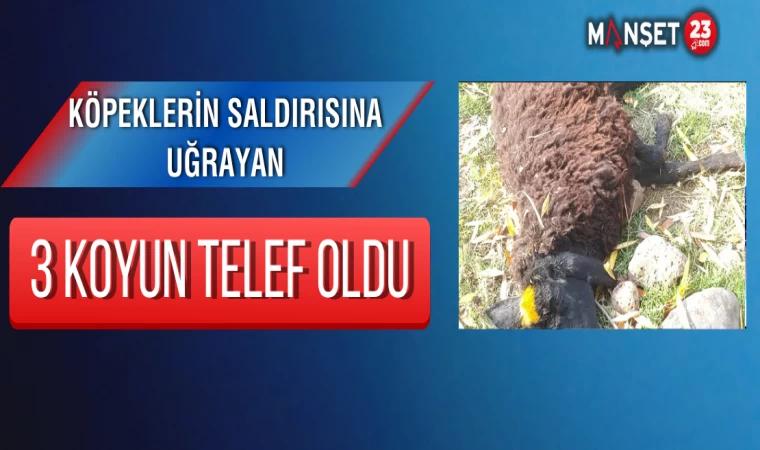 Köpeklerin Saldırısına Uğrayan 3 Koyun Telef Oldu