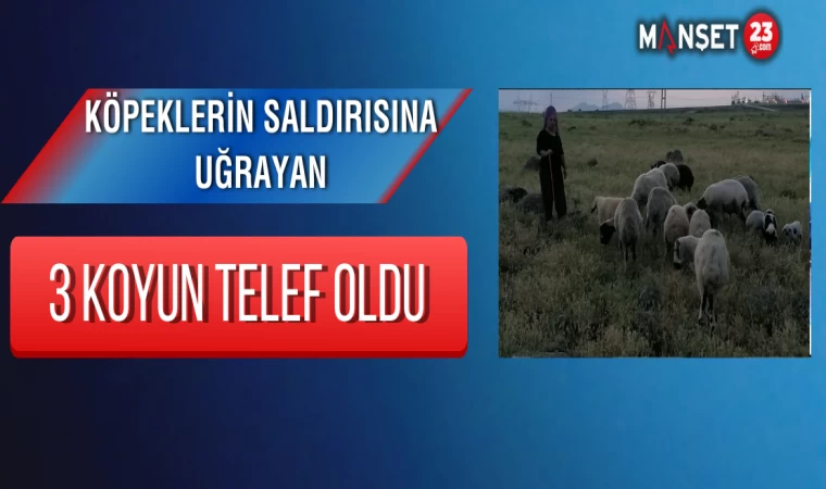 Köpeklerin saldırısına uğrayan 3 koyun telef oldu