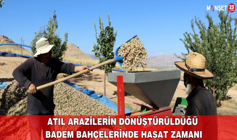 Atıl Arazilerin Dönüştürüldüğü Badem Bahçelerinde Hasat Zamanı