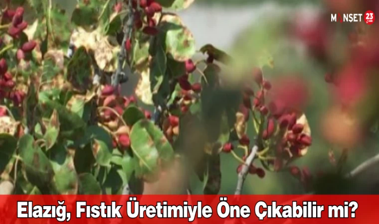 Elazığ, Fıstık Üretimiyle Öne Çıkabilir mi?