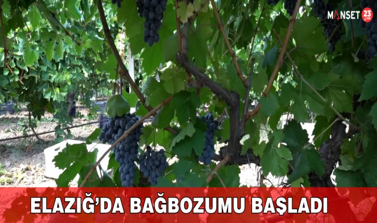 Elazığ’da Bağbozumu Başladı