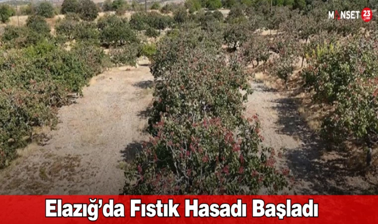 Elazığ’da Fıstık Hasadı Başladı