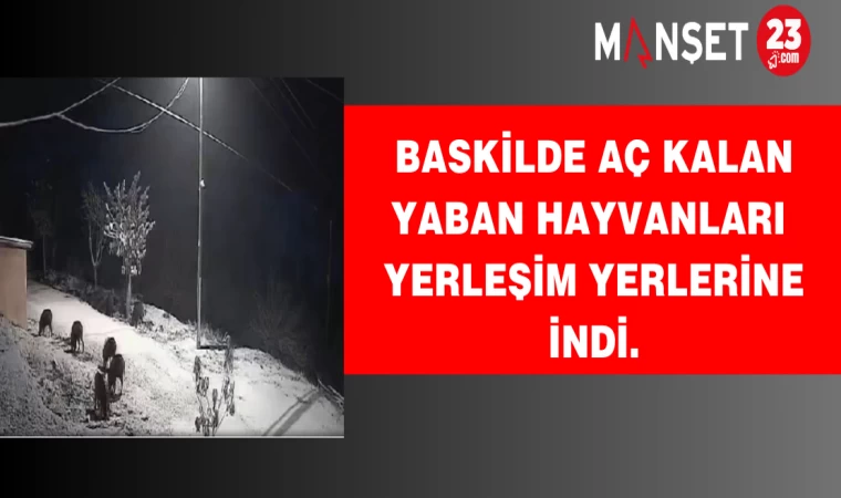 BASKİLDE AÇ KALAN YABAN HAYVANLARI YERLEŞİM YERLERİNE İNDİ