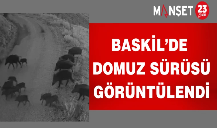 Baskil’de Domuz Sürüsü Görüntülendi