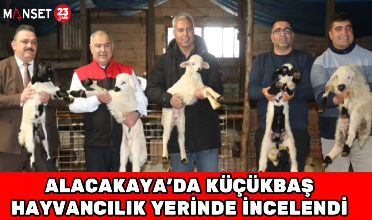 Alacakaya’da Küçükbaş Hayvancılık Yerinde İncelendi