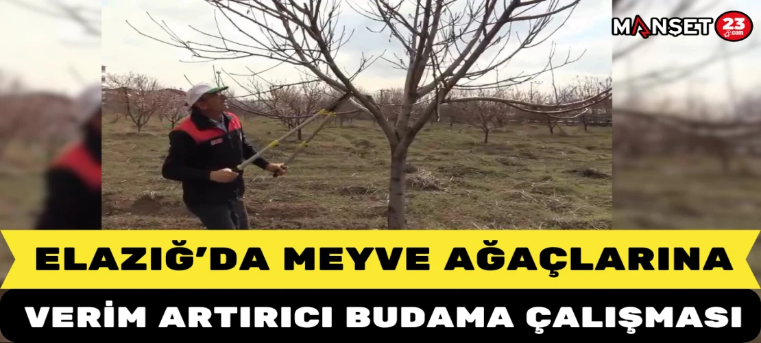 Elazığ’da Meyve Ağaçlarına Verim Artırıcı Budama Çalışması