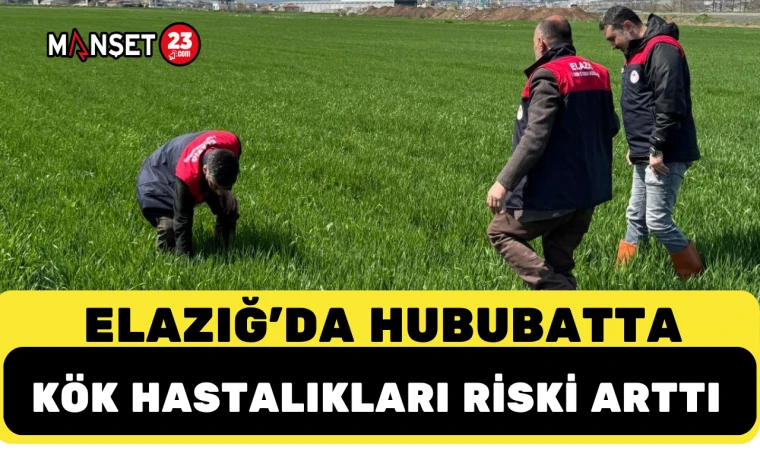 Elazığ’da Hububatta Kök Hastalıkları Riski Arttı