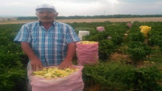 Tarlada çalışanlar, kovaları havaya fırlatarak sezonu kapattı