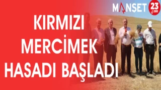 KIRMIZI MERCİMEK HASADI BAŞLADI