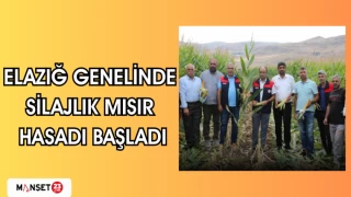 Elazığ genelinde silajlık mısır hasadı başladı