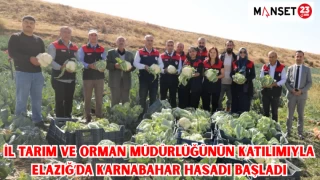 İL TARIM VE ORMAN MÜDÜRLÜĞÜNÜN KATILIMIYLA ELAZIĞ’DA KARNABAHAR HASADI BAŞLADI