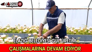 Elazığ Belediyesi Gül Üretim Çalışmalarına Devam Ediyor